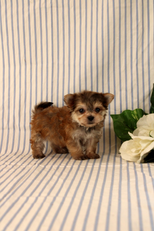 puppy, for, sale, Morkie, Matthew B. Stoltzfus, dog, breeder, Gap, PA, dog-breeder, puppy-for-sale, forsale, nearby, find, puppyfind, locator, puppylocator, aca